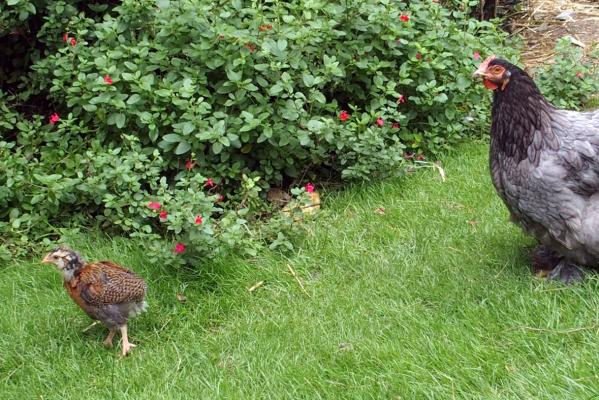 04072016 rouzig et blackberry