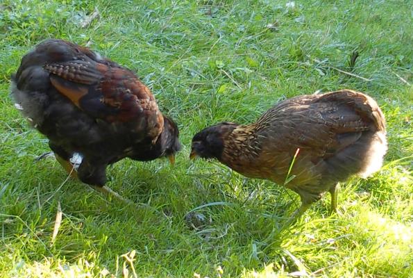 04092015 coquelet et poulette araucana de 2 mois et demi
