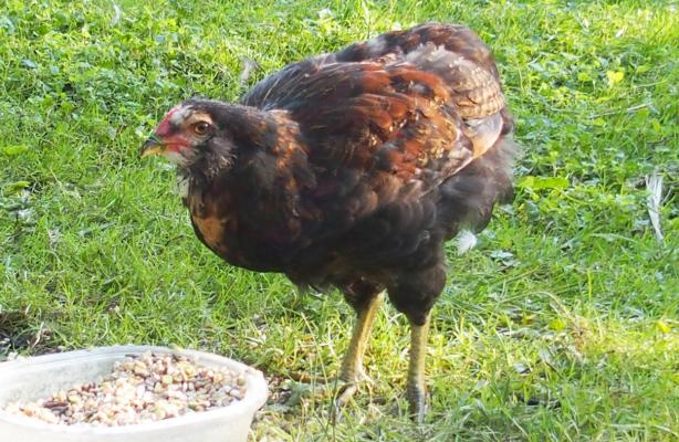 04092015 tac coquelet araucana devant plat de graines 2