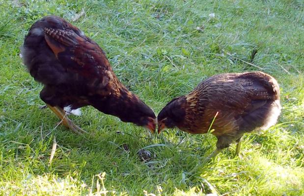 04092015 tac et tic coquelet et poulette araucana
