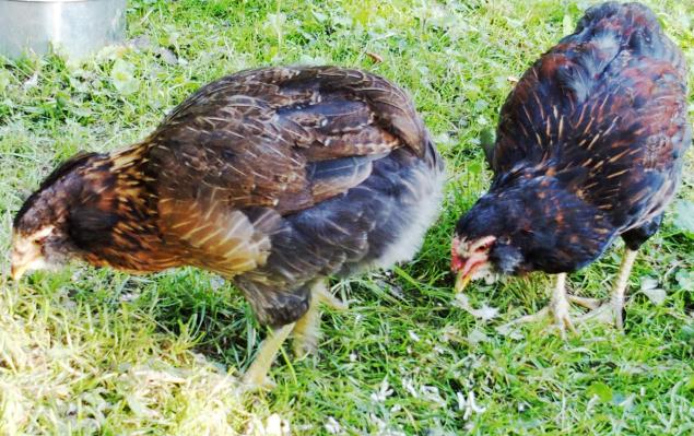 04092015 tic avec tac