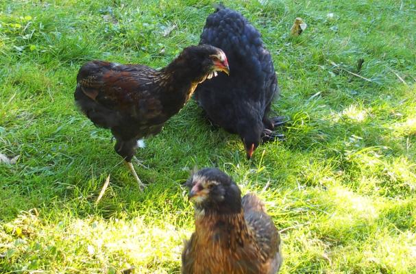 04092015 tic et tac jeunes araucanas avec jeune cochin