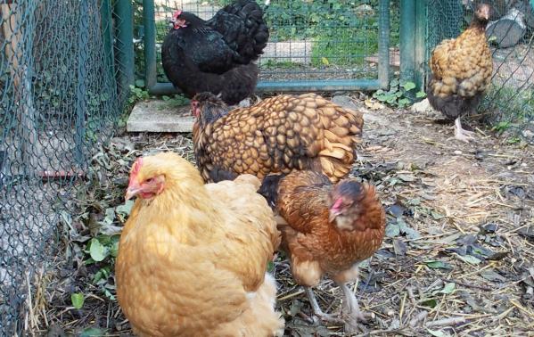 04102015 groupe au petit matin 6