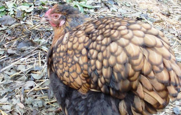 04102015 liserette en fin de mue 2