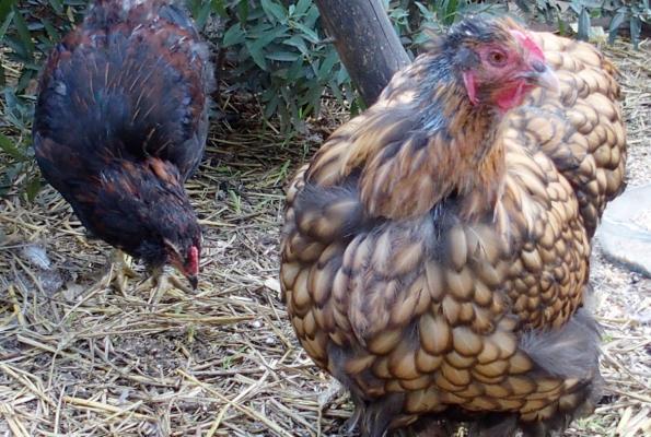 04102015 liserette ofaln en fin de mue 3