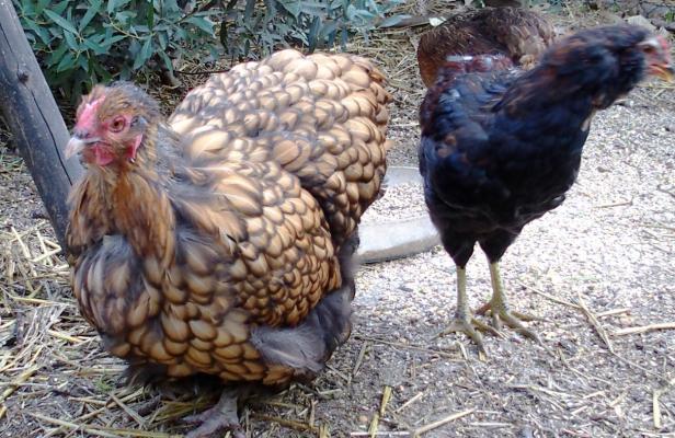 04102015 liserette ofaln en fin de mue 4