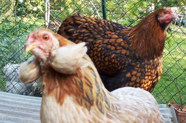 04102015 picatchou en portrait devant fannie 1