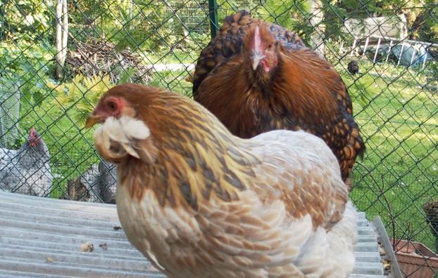 04102015 poules perchees au petit matin 1