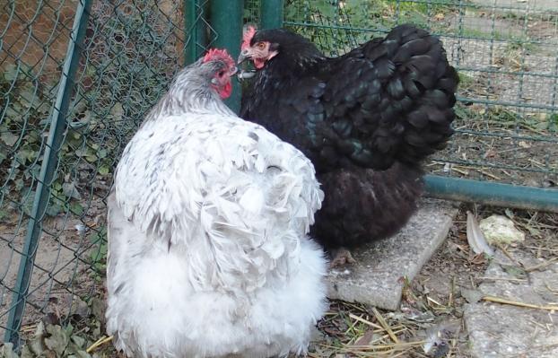 04102015 splashie et zoe 10