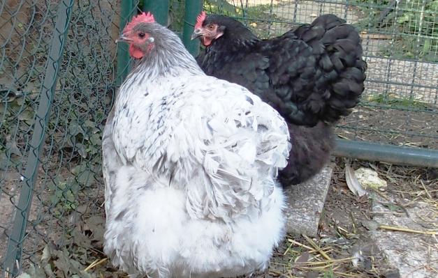 04102015 splashie et zoe 2