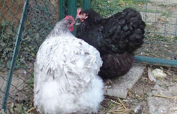 04102015 splashie et zoe 5