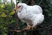 04122015 chouppa poule croisee