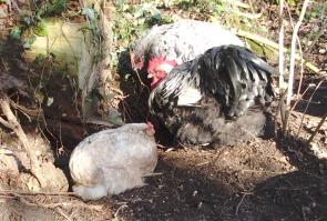 05022015 cohabitation autour du nid de poule