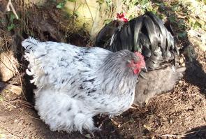 05022015 splashie et theo dans bordure