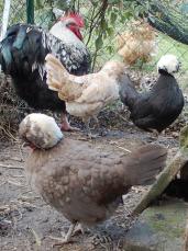 05022015 theo et poules huppees 2