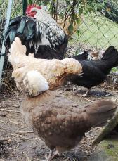 05022015 theo et poules huppees