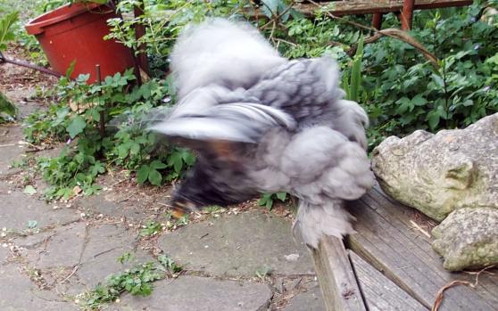 05062015 envol de poulette cochin