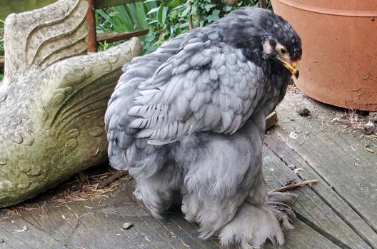 05062015 patachou poulette cochin bleue de 9 semaines