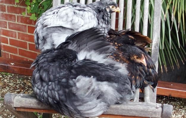 05062015 poule cochin bleue avec orpingtons 1