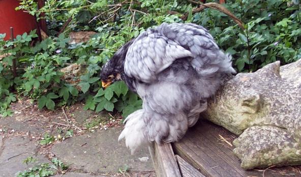 05062015 poulette cochin bleu contemplant le sol