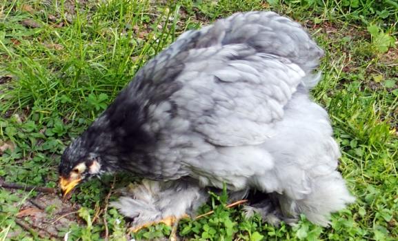 05062015 poulette cochin bleue dans l herbe