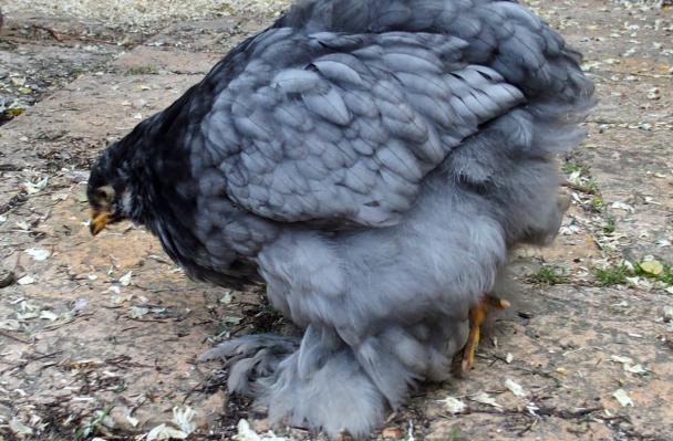 05062015 poulette cochin bleue de 10 semaines sur la terrasse