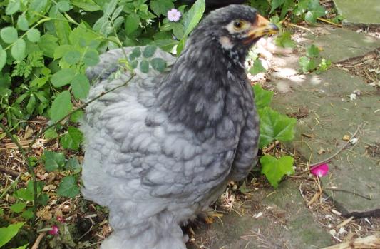 05062015 poulette cochin bleue de 10 semaines sur le chemin