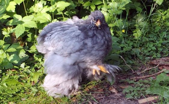 05062015 poulette cochin bleue sur le chemin