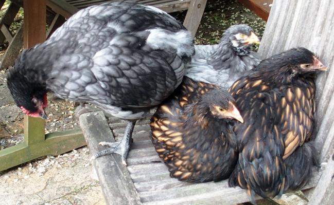 05062015 poulette cochin sur une chaise avec orpingtons