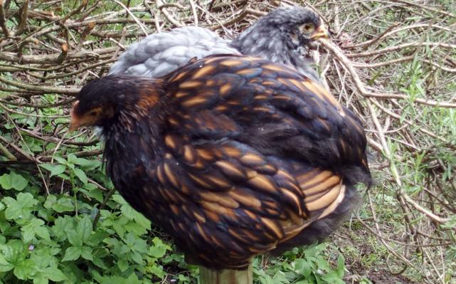 05062015 poulettes orpington et cochin perchees 2