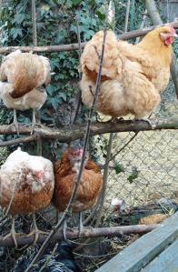 06032015 araucanas et orpi 3