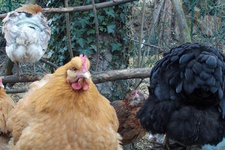 Araucanas et orpis perchees sur banc