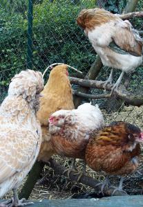 06032015 araucanas et padoue 1