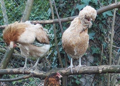 06032015 araucanas et padoue 5