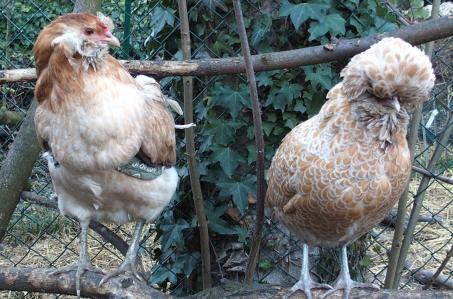 06032015 chouppi et estia 1