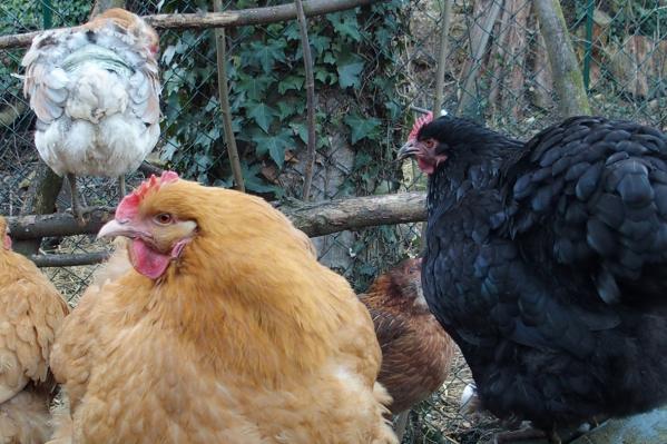 06032015 orpis perchees gp 1