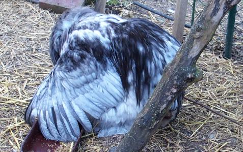 06032015 patty coche cochin 1