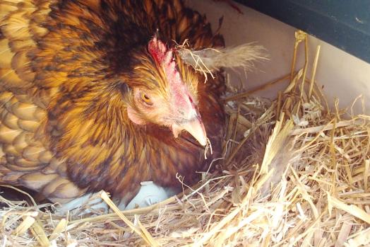 06042015 liserette couve a peu pres