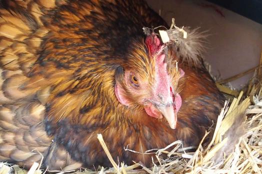 06042015 liserette couve avec crete qui saigne