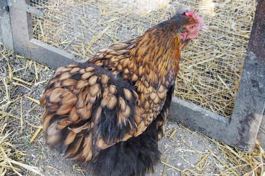 06042015 liserette crie 1