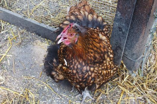 06042015 liserette crie 2