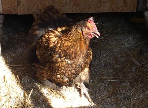 06042015 liserette crie 3