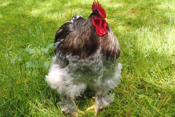 06042015 patty coq cochin bleu de 14 mois