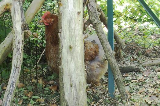 06042015 poule cochin qui se cache 1