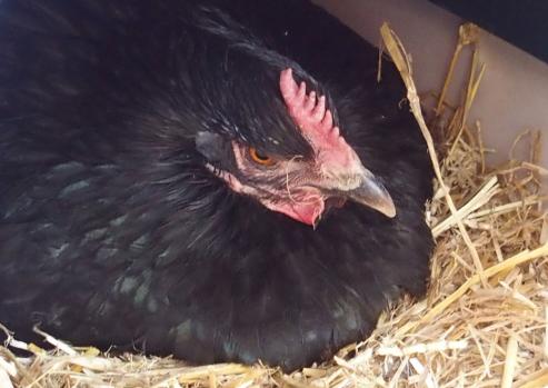 06042015 zoe couve 1