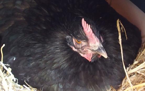 06042015 zoe couve un peu pale