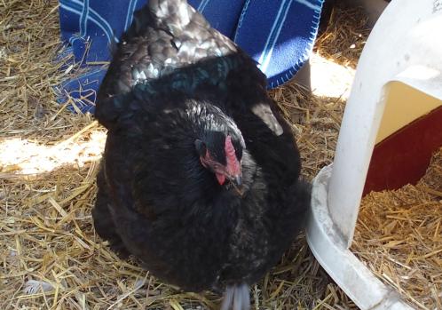 06042015 zoe repart troublee