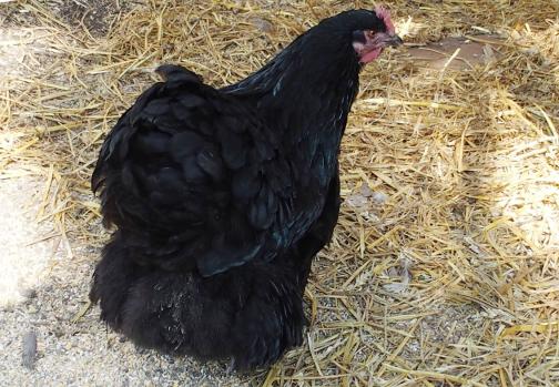 06042015 zoe revient 1