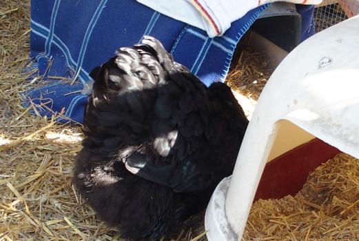 06042015 zoe revient 3