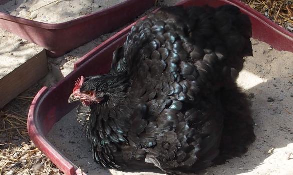 06042015 zoe se pouille 2